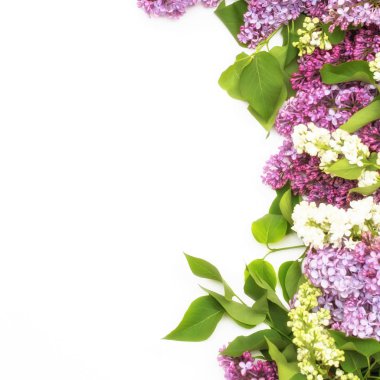 Beyaz arka plan üzerinde güzel leylak. Metin eklemek için bir yer. Bahar arka plan. Düz, en iyi görünümü.