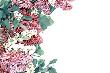 Beyaz arka plan üzerinde güzel leylak. Metin eklemek için bir yer. Bahar arka plan. Düz, en iyi görünümü.