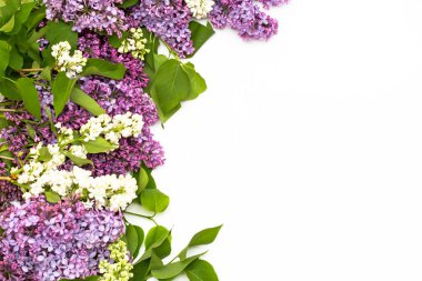 Beyaz arka plan üzerinde güzel leylak. Metin eklemek için bir yer. Bahar arka plan. Düz, en iyi görünümü.