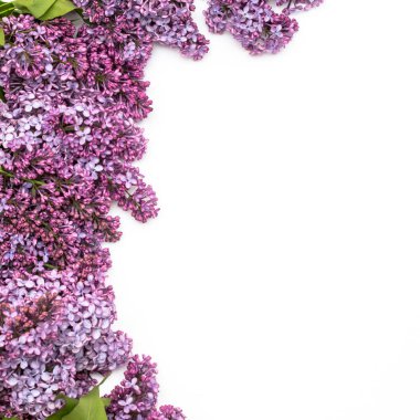 Beyaz arka plan üzerinde güzel leylak. Metin eklemek için bir yer. Bahar arka plan. Düz, en iyi görünümü.