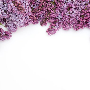 Beyaz arka plan üzerinde güzel leylak. Metin eklemek için bir yer. Bahar arka plan. Düz, en iyi görünümü.