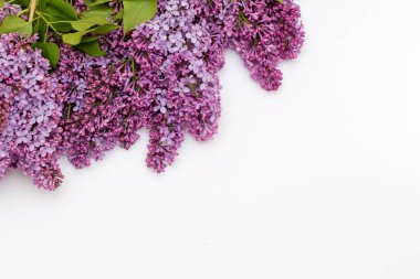 Beyaz arka plan üzerinde güzel leylak. Metin eklemek için bir yer. Bahar arka plan. Düz, en iyi görünümü.
