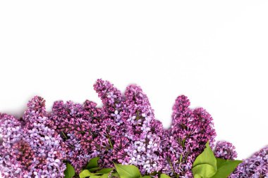 Beyaz arka plan üzerinde güzel leylak. Metin eklemek için bir yer. Bahar arka plan. Düz, en iyi görünümü.