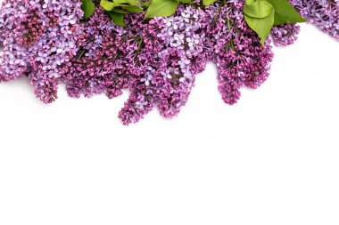 Beyaz arka plan üzerinde güzel leylak. Metin eklemek için bir yer. Bahar arka plan. Düz, en iyi görünümü.