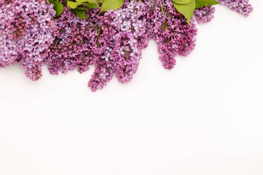 Beyaz arka plan üzerinde güzel leylak. Metin eklemek için bir yer. Bahar arka plan. Düz, en iyi görünümü.