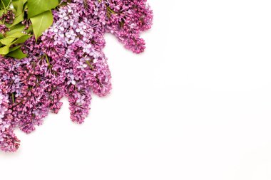 Beyaz arka plan üzerinde güzel leylak. Metin eklemek için bir yer. Bahar arka plan. Düz, en iyi görünümü.