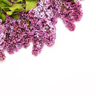 Beyaz arka plan üzerinde güzel leylak. Metin eklemek için bir yer. Bahar arka plan. Düz, en iyi görünümü.