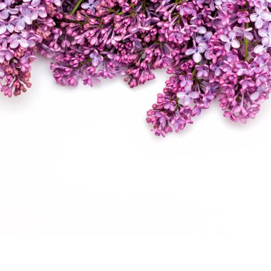 Beyaz arka plan üzerinde güzel leylak. Metin eklemek için bir yer. Bahar arka plan. Düz, en iyi görünümü.
