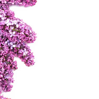 Beyaz arka plan üzerinde güzel leylak. Metin eklemek için bir yer. Bahar arka plan. Düz, en iyi görünümü.