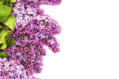 Beyaz arka plan üzerinde güzel leylak. Metin eklemek için bir yer. Bahar arka plan. Düz, en iyi görünümü.