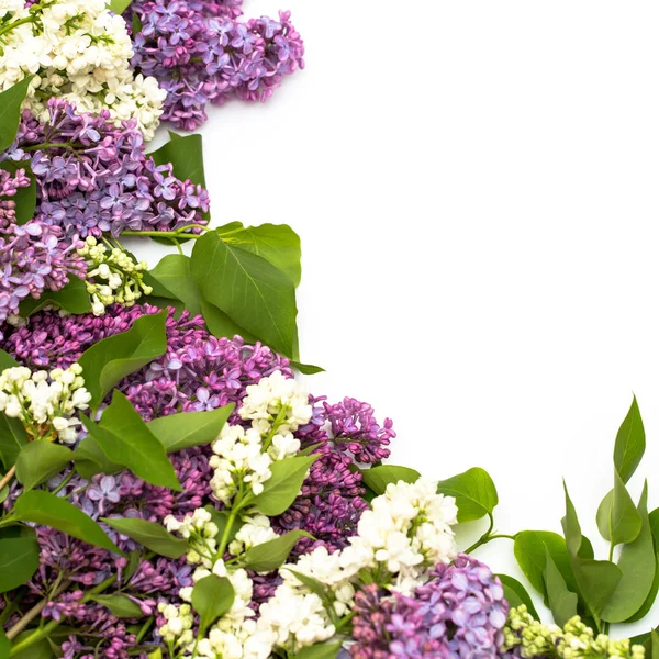 Beyaz arka plan üzerinde güzel leylak. Metin eklemek için bir yer. Bahar arka plan. Düz, en iyi görünümü.