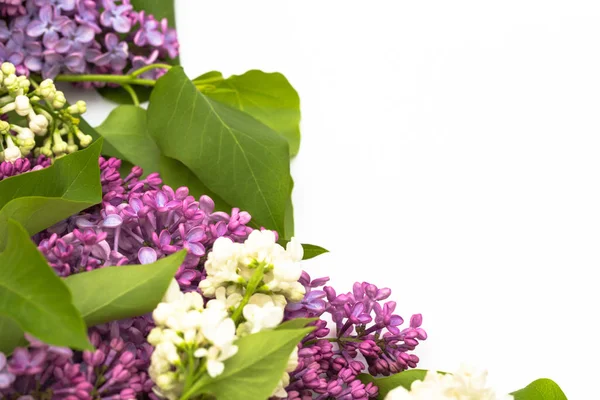 Beyaz arka plan üzerinde güzel leylak. Metin eklemek için bir yer. Bahar arka plan. Düz, en iyi görünümü.