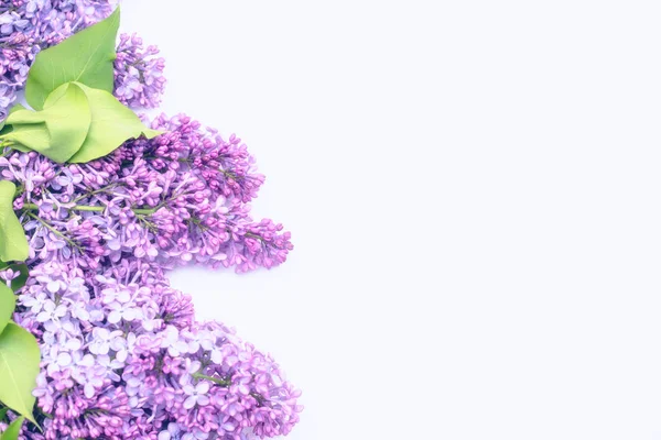 Piękny Liliowy Białym Tle Miejsce Wstawienia Tekstu Tło Wiosna Widok — Zdjęcie stockowe