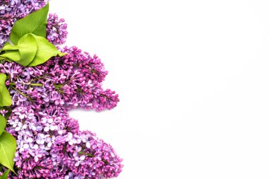 Beyaz arka plan üzerinde güzel leylak. Metin eklemek için bir yer. Bahar arka plan. Düz, en iyi görünümü.