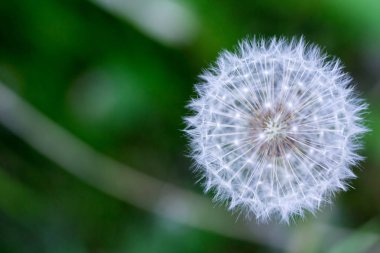 Yeşil çimen, doku. Arka plan bahar ve yaz. Tasarım unsuru. Sosyal ağlar için arka plan. Doğal kaynak arka plan.
