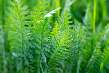 Yeşil çimen, doku. Arka plan bahar ve yaz. Tasarım unsuru. Sosyal ağlar için arka plan. Doğal kaynak arka plan.