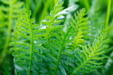 Yeşil çimen, doku. Arka plan bahar ve yaz. Tasarım unsuru. Sosyal ağlar için arka plan. Doğal kaynak arka plan.