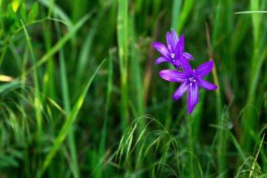 Yeşil çimen, doku. Arka plan bahar ve yaz. Tasarım unsuru. Sosyal ağlar için arka plan. Doğal kaynak arka plan.