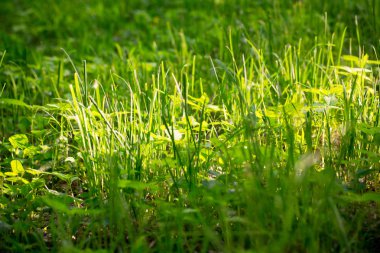 Yeşil çimen, doku. Arka plan bahar ve yaz. Tasarım unsuru. Sosyal ağlar için arka plan. Doğal kaynak arka plan.