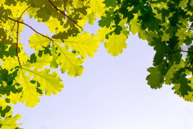 Meşe yaprağı güneş tarafından aydınlatılmış gökyüzüne karşı. Arka plan bahar ve yaz. Doğal kaynak arka plan.