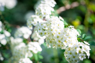 Doğal bir arka plan üzerinde beyaz çiçekler. Metin eklemek için bir yer. Arka plan bahar ve yaz. Sosyal ağlar için arka plan.