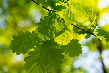 Meşe yaprağı güneş tarafından aydınlatılmış gökyüzüne karşı. Arka plan bahar ve yaz. Doğal kaynak arka plan.
