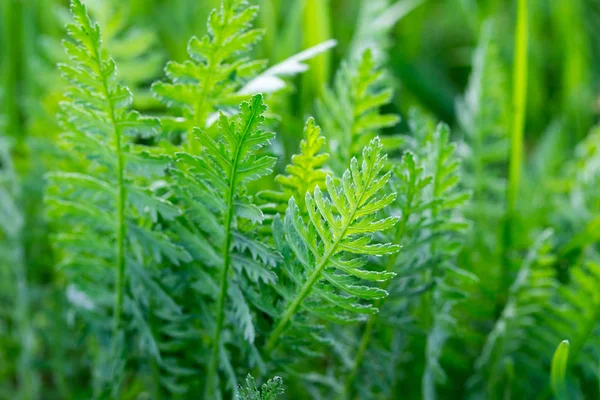 Yeşil çimen, doku. Arka plan bahar ve yaz. Tasarım unsuru. Sosyal ağlar için arka plan. Doğal kaynak arka plan.