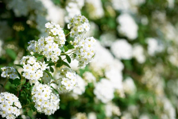 Λευκά Λουλούδια Πάνω Φυσικό Αφηρημένα Φόντο Μέρος Για Εισαγάγετε Κείμενο — Φωτογραφία Αρχείου