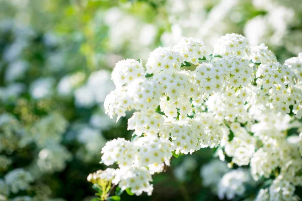 Vita Blommor Naturlig Abstrakt Bakgrund Plats Att Infoga Text Vårens — Stockfoto