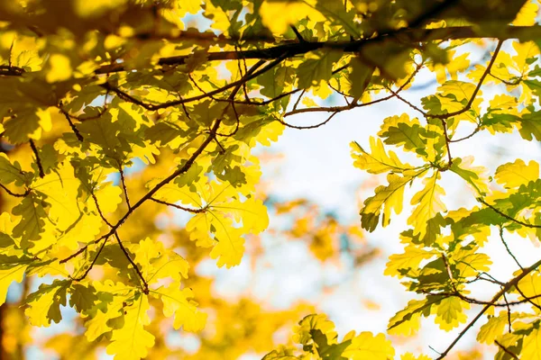 Feuilles Chêne Contre Ciel Éclairées Par Soleil Printemps Été Arrière — Photo