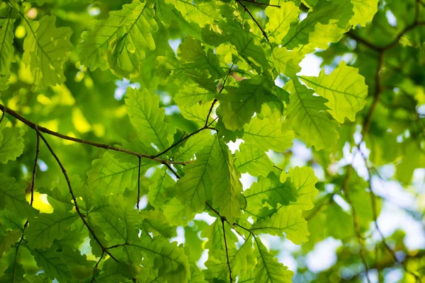 Eikenbladeren Tegen Hemel Verlicht Door Zon Lente Zomer Achtergrond Natuurlijke — Stockfoto