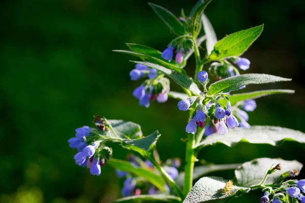 Blue wildflowers on a background of green grass. Spring and summer background. Natural spring background.