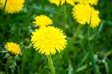 Yellow dandelion on a background of green grass. Spring and summer background. Element of design. Natural spring background.