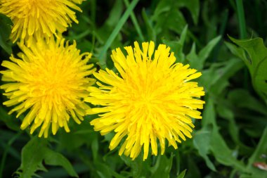 Yellow dandelion on a background of green grass. Spring and summer background. Element of design. Natural spring background.