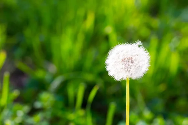 Белый Одуванчик Фоне Зеленой Травы Весна Лето Фон Элемент Дизайна — стоковое фото