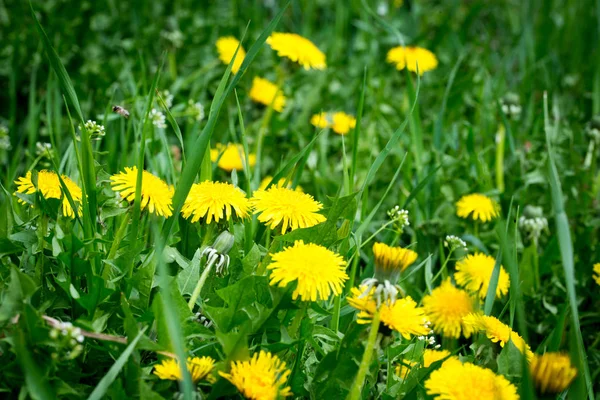Желтый Одуванчик Фоне Зеленой Травы Весна Лето Фон Элемент Дизайна — стоковое фото