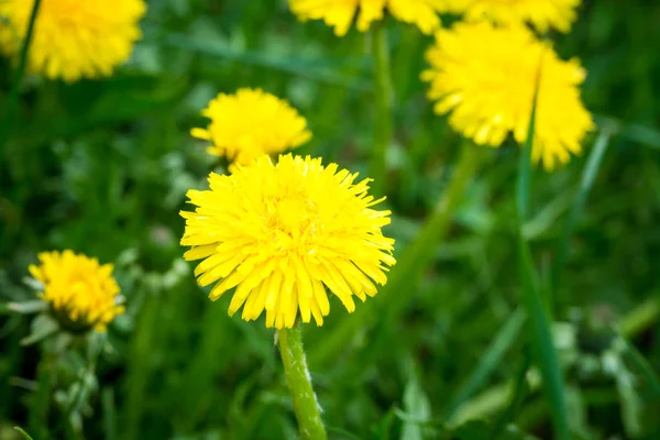 Yellow Dandelion Background Green Grass Spring Summer Background Element Design — Stock Photo, Image
