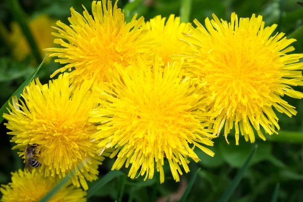 Yellow Dandelion Background Green Grass Spring Summer Background Element Design — Stock Photo, Image