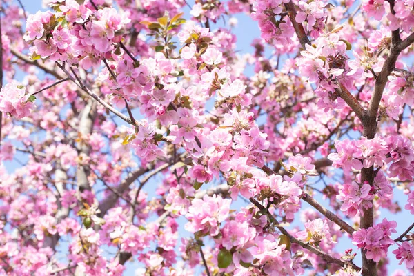 Virágzó Alma Tavaszi Háttér Virágzó Virágok Fehér Rózsaszín Virágok Gyönyörű — Stock Fotó