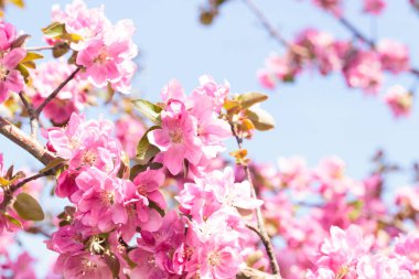 Elma ağacı çiçeklenme. Çiçek açan çiçekler bahar arka plan. Beyaz ve pembe çiçekler. Güzel doğa sahne bir çiçekli ağaç. Bahar çiçekleri. Güzel bahçe. Bulanık arka plan