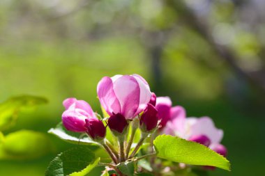 Elma ağacı çiçeklenme. Çiçek açan çiçekler bahar arka plan. Beyaz ve pembe çiçekler. Güzel doğa sahne bir çiçekli ağaç. Bahar çiçekleri. Güzel bahçe. Bulanık arka plan