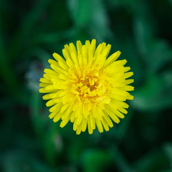 Gelber Löwenzahn Auf Grünem Gras Frühling Und Sommer Hintergrund Element — Stockfoto