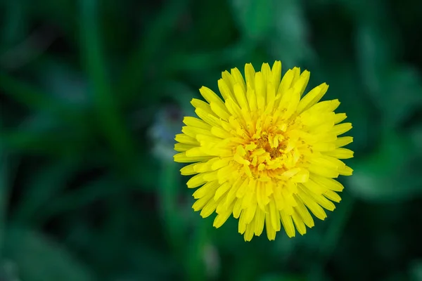 Yellow Dandelion Background Green Grass Spring Summer Background Element Design — Stock Photo, Image