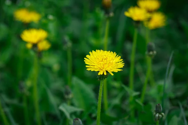 Yellow Dandelion Background Green Grass Spring Summer Background Element Design — Stock Photo, Image