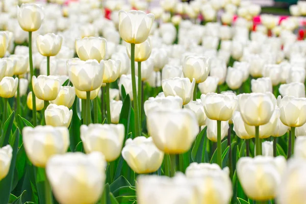 Belles Tulipes Dans Jardin Fleurs Rouges Vives Printemps Été Arrière — Photo