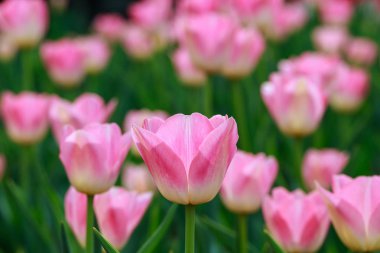 Güzel lale bahçesinde. Parlak kırmızı çiçek. Arka plan bahar ve yaz. Doğal kaynak arka plan.