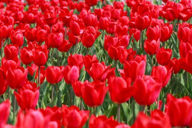 Güzel lale bahçesinde. Parlak kırmızı çiçek. Arka plan bahar ve yaz. Doğal kaynak arka plan.