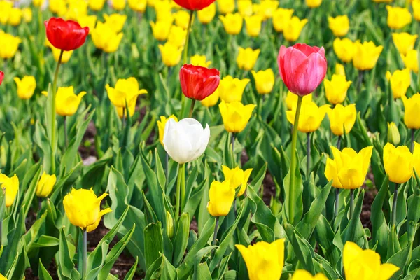 Belles Tulipes Dans Jardin Fleurs Rouges Vives Printemps Été Arrière — Photo