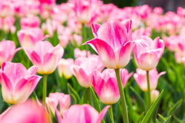 Güzel lale bahçesinde. Parlak kırmızı çiçek. Arka plan bahar ve yaz. Doğal kaynak arka plan.