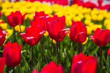 Güzel lale bahçesinde. Parlak kırmızı çiçek. Arka plan bahar ve yaz. Doğal kaynak arka plan.